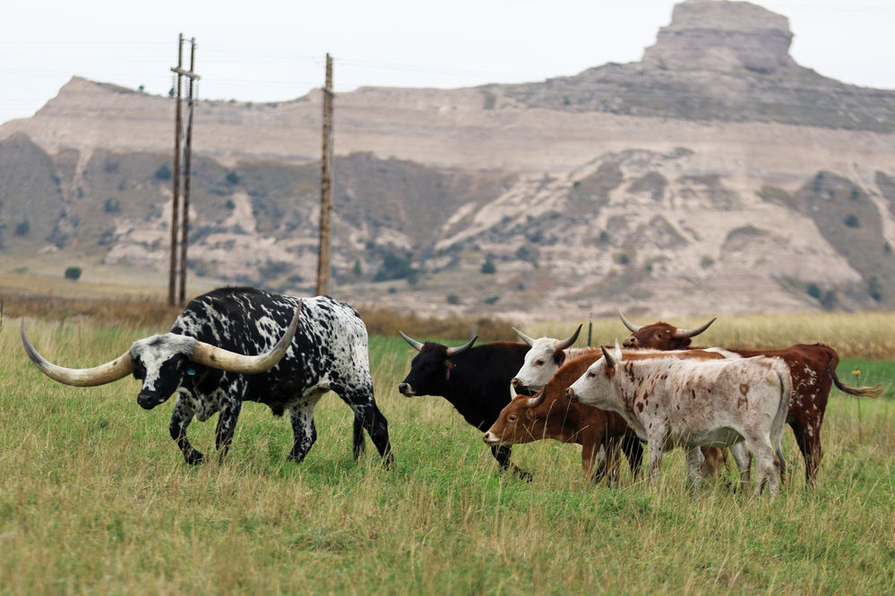 Big new arrival at Legacy of the Plains